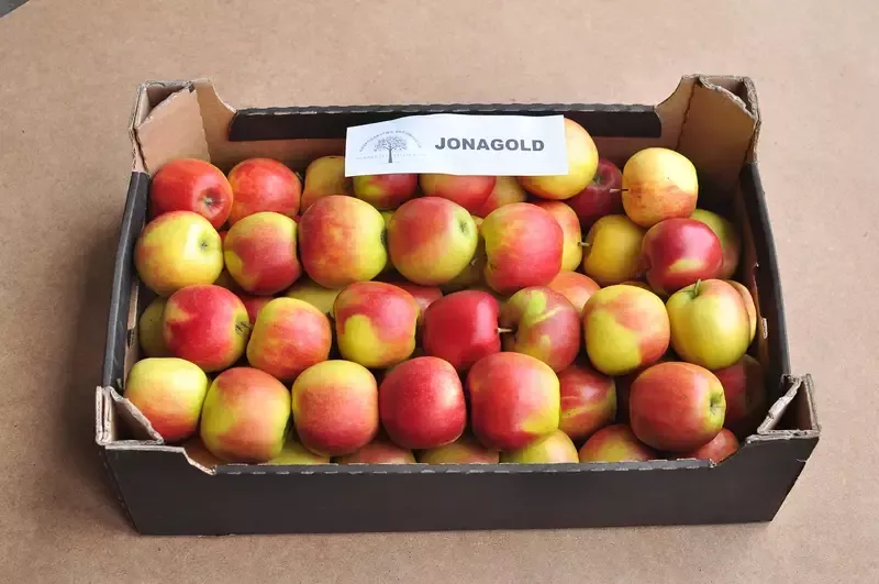 jabłka Jonagold
