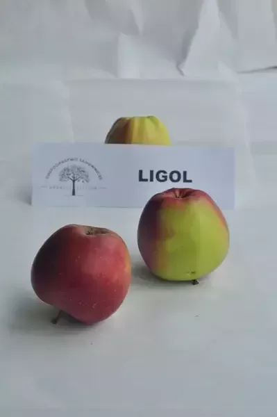 jabłka Ligol 2