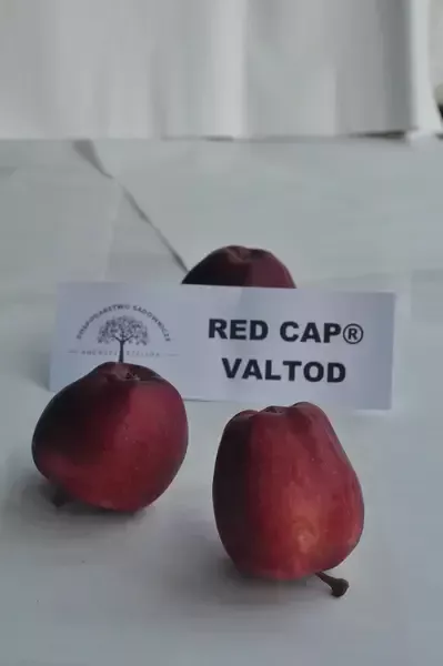 jabłka Red Cap 2