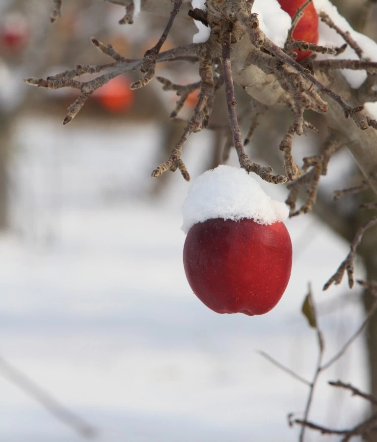 jabłko wiszące na gałęzi zimą