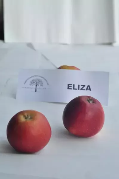 Jabłka Eliza 2