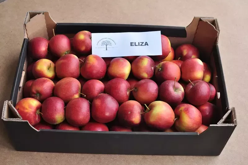 Jabłka Eliza