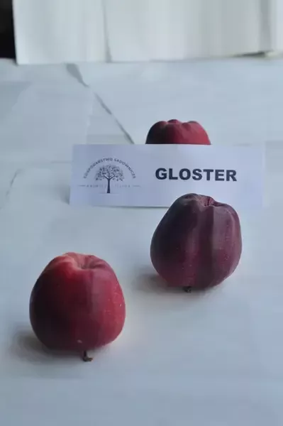 jabłka Gloster 2