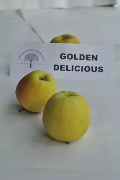 Jabłka Golden Delicious 2
