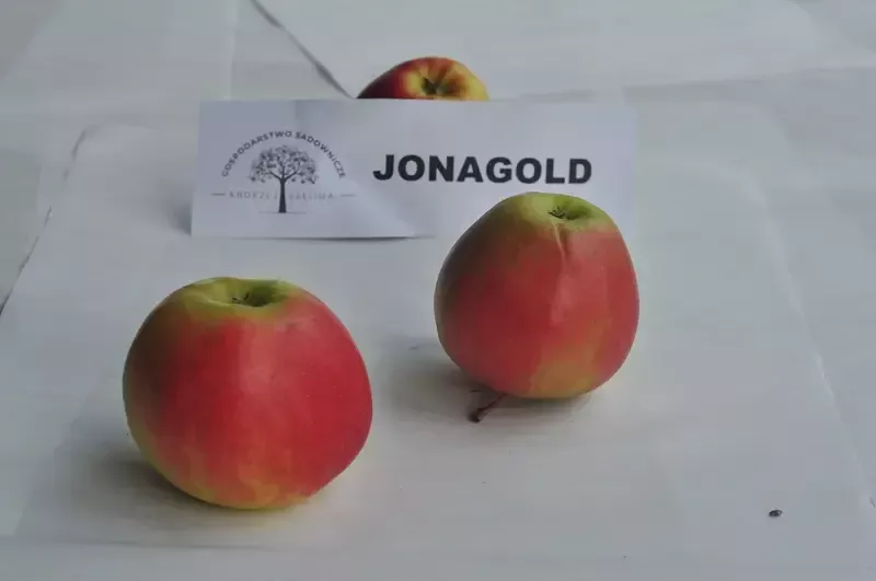jabłka Jonagold 2