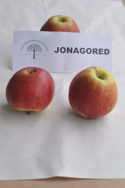 Jabłka Jonagored