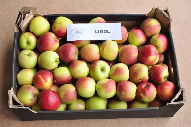 jabłka Ligol
