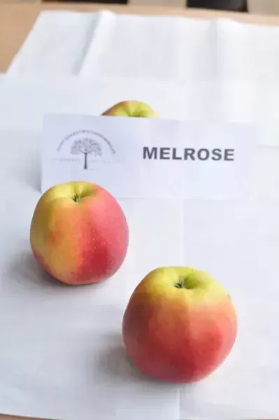 jabłka Melrose
