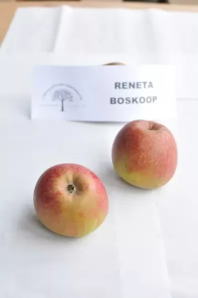 Jabłka Reneta