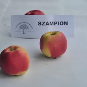 jablka-szampion-01